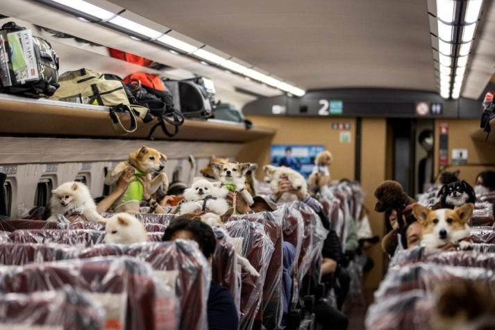 [FOTOS] Permiten que perritos viajan sentados en un vagón del tren bala en Japón