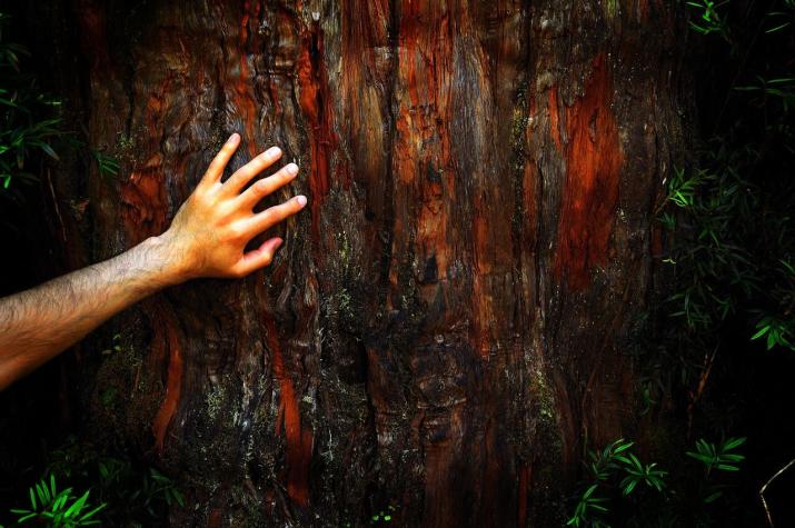 Árbol vivo más antiguo del mundo estaría en Chile: Tiene más de cinco mil años