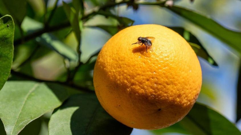 "Esto es grave": SAG confirma brote de mosca de la fruta que afecta al menos a 13 comunas de la RM
