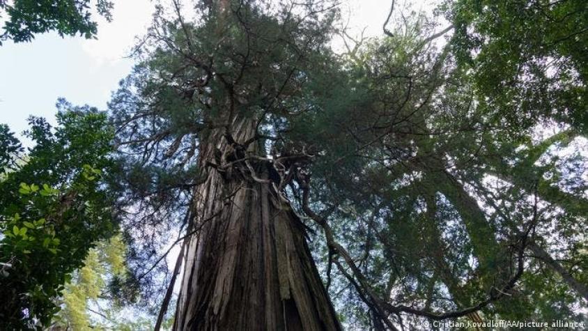 El árbol más antiguo del mundo podría haber sido encontrado en Chile y estar muriendo