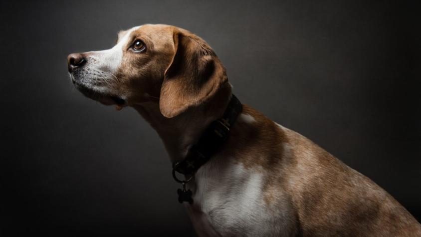 Querían deportar o sacrificar a "Coco", un perro que llegó con sus vacunas vencidas a Argentina