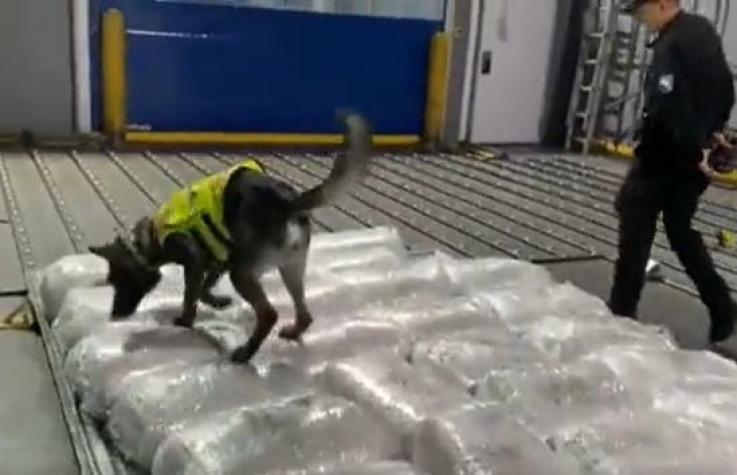 Perros policiales hallan una tonelada de cocaína en Ecuador: Se vendería por 47 millones de dólares