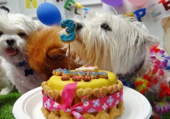 Festín Canino: Snacks naturales y funcionales para perros y gatos