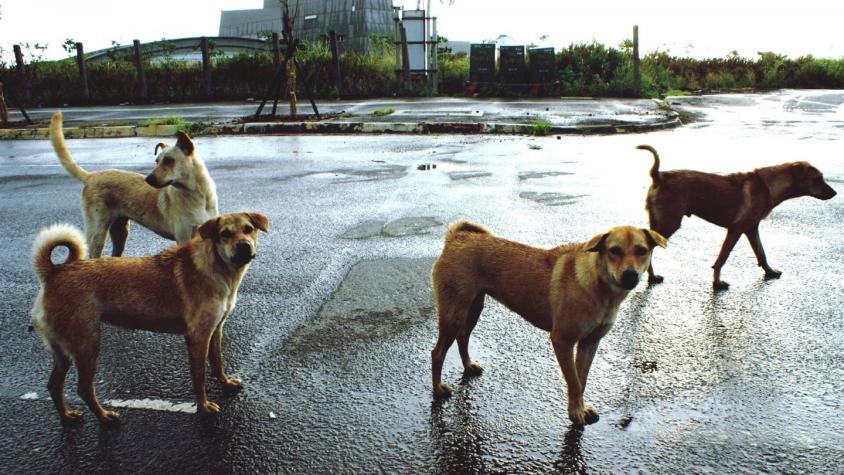 Perros protegieron del frío a un hombre herido: Le salvaron la vida evitando que se congelara