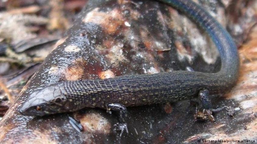 Perú: descubren dos nuevas especies de lagartijas en el santuario histórico de Machu Picchu