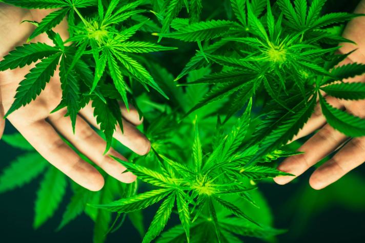 Los principales mitos y verdades del consumo de Marihuana