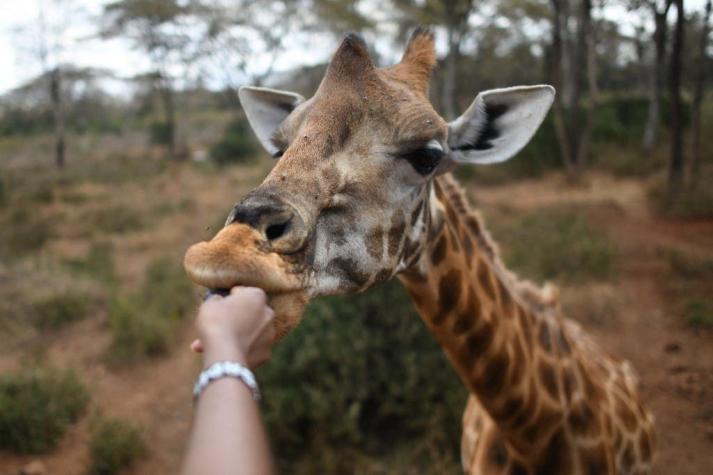 No era para alcanzar las hojas: Estudio plantea por qué la jirafa macho desarrolló un cuello largo