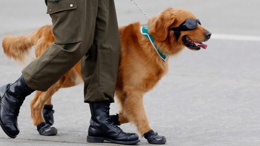 Carabineros busca nombres para 17 perros policiales: así puedes proponer tu idea