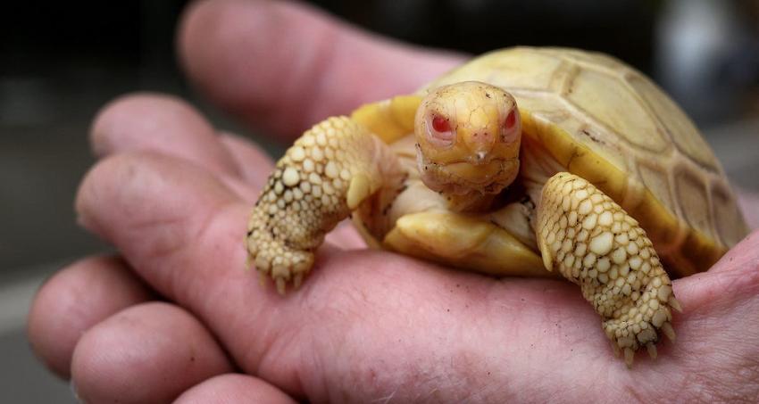Nace en un zoo la primera tortuga gigante de Galápagos albina vista hasta la fecha