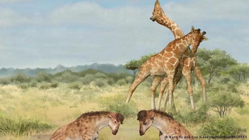 Un extraño fósil hallado en China resuelve misterio sobre el origen del largo cuello de las jirafas