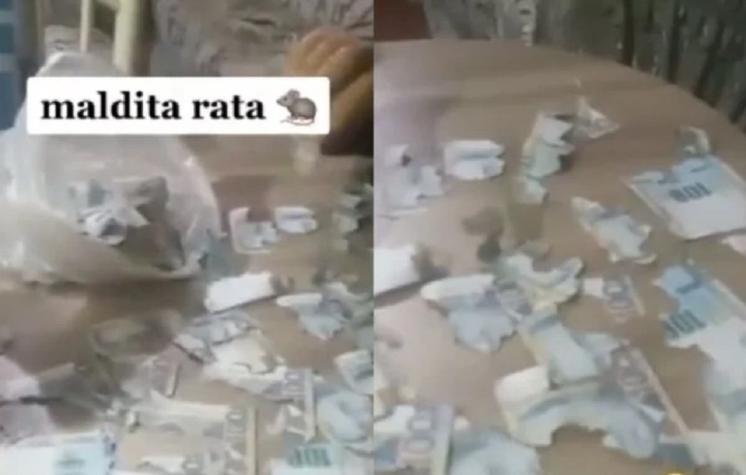 Mujer descubrió que una rata le destrozó todos sus ahorros y compartió insólito video