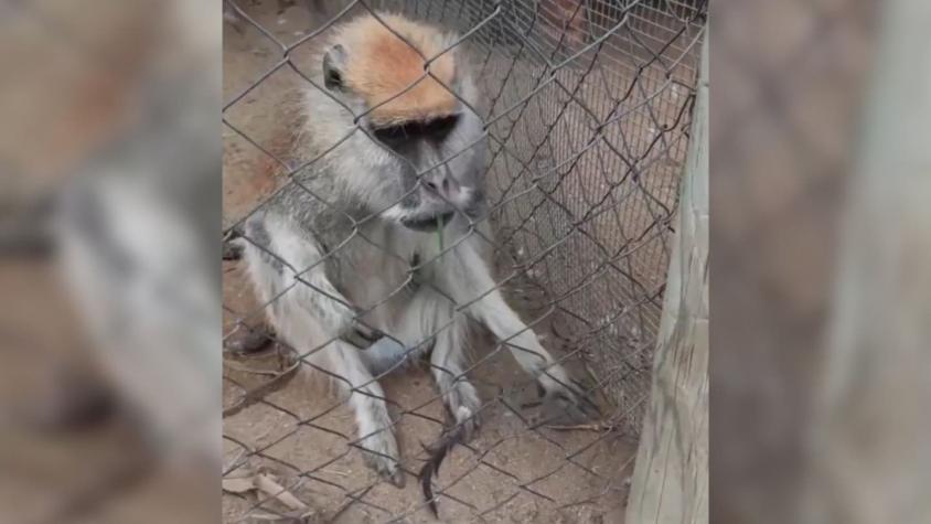 Denuncian que animales del zoológico de La Serena están "en precarias condiciones"