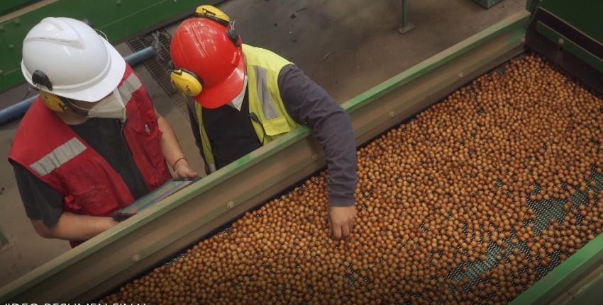 Grupo Ferrero busca posicionar a Chile como uno de los principales productores de avellana