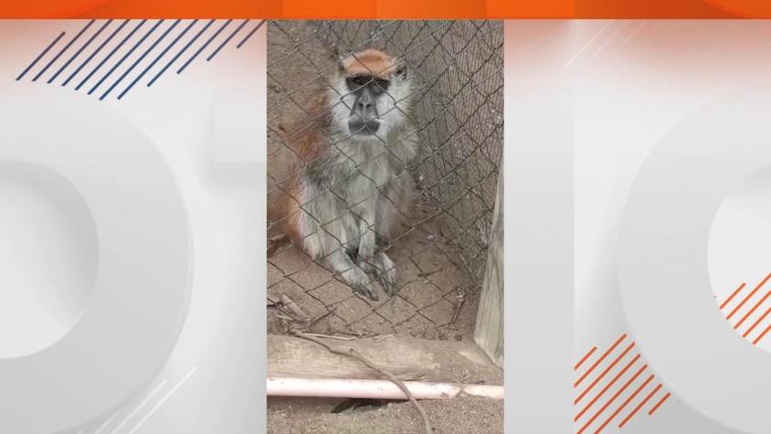[VIDEO] Investigan supuesto maltrato animal en zoológico de La Serena