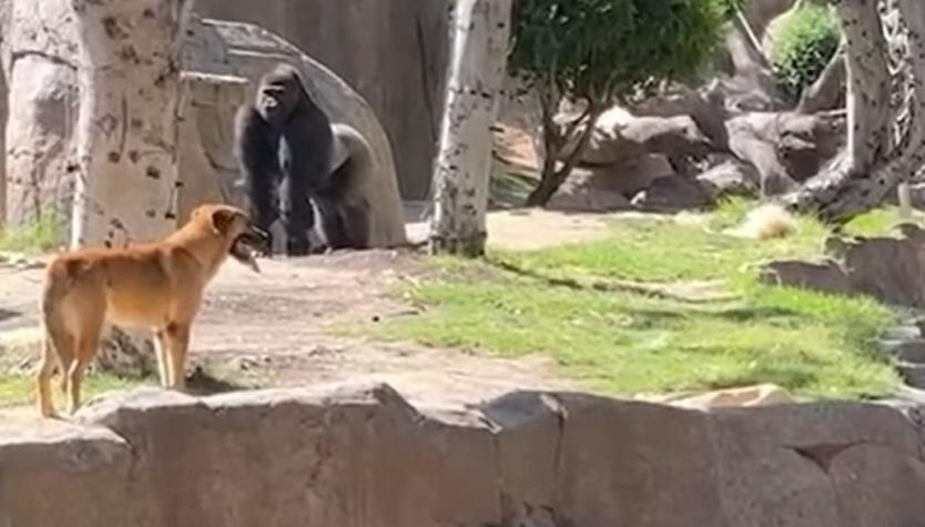 [VIDEO]: Perrito es rescatado tras meterse en la zona de gorilas en el Zoológico de San Diego