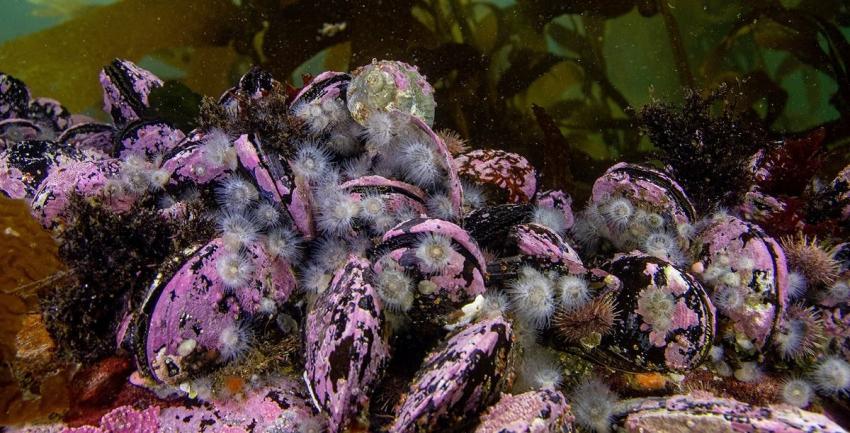 Piden que Parque Nacional Kawésqar se extienda a zona marítima y se declare sin salmoneras Piden que Parque Nacional Kawésqar se extienda a zona marítima y se declare sin salmoneras