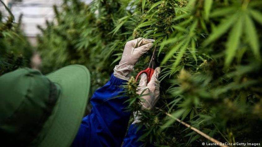 Brasil: tribunal autoriza por primera vez cultivo de cannabis