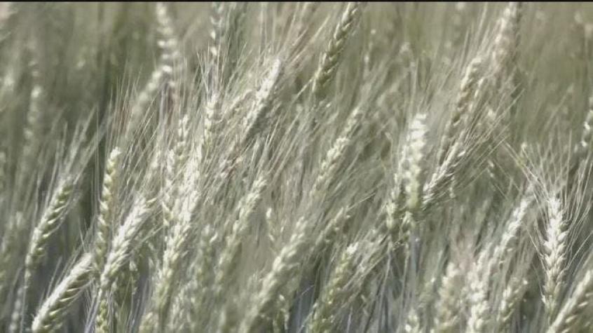 [VIDEO] Amenaza de "hambruna mundial": 20 millones de toneladas de granos atrapados en Ucrania