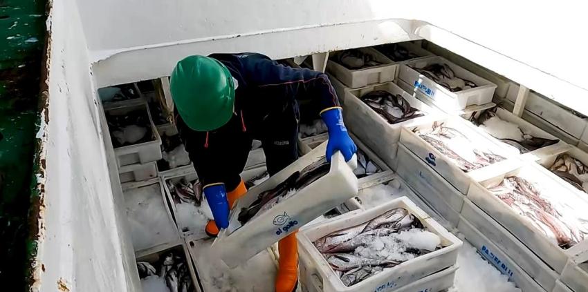 [VIDEO] La importancia de la merluza en la pesca industrial chilena