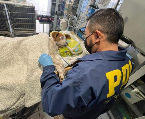 Encuentran a perrito con un cuchillo enterrado en su cabeza en Puente Alto: PDI investiga el hecho