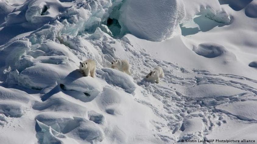 Encuentran población secreta de osos polares en un hábitat "imposible"