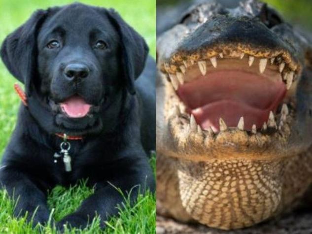 Un hombre y su perro fueron atacados por un caimán en Florida: La mascota fue devorada