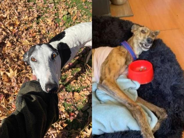 Dueña clama por sus mascotas: Encerrona termina con robo de vehículo y dos perros en La Cisterna Dueña clama por sus mascotas: Encerrona termina con robo de vehículo y dos perros en La Cisterna