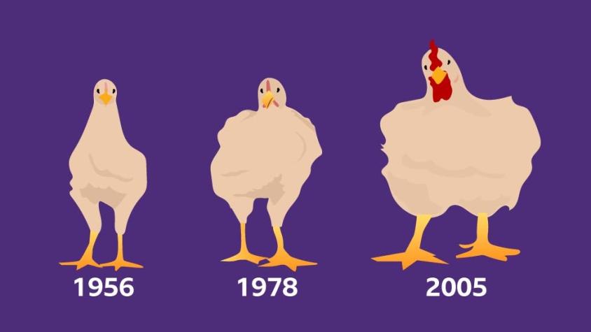 Cómo el pollo que comes aumentó de tamaño un 400% en 50 años