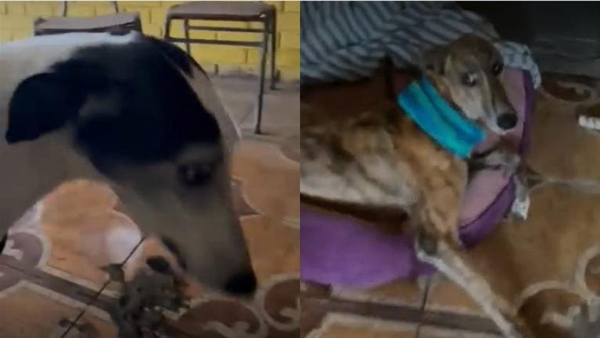 [VIDEO] Rescatan a los perritos robados durante encerrona en La Cisterna
