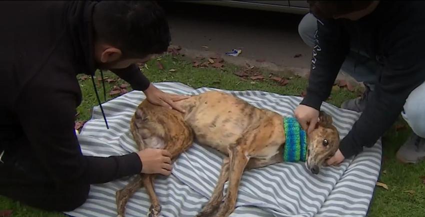 [VIDEO] Rescatan a perros robados durante "encerrona"