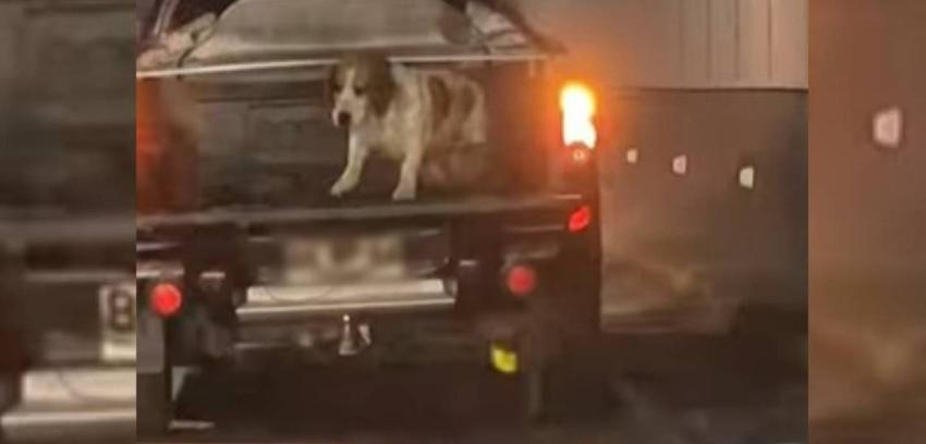 Denuncian traslado de perrito en parte trasera de camioneta: ¿Qué multa arriesga el conductor?