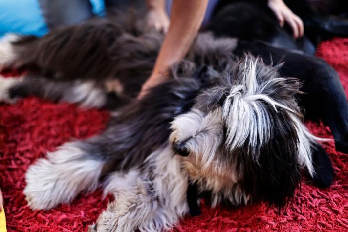 Antofagasta: Juzgado ordena devolver dinero de multas que cobró a vecinos por tener mascotas