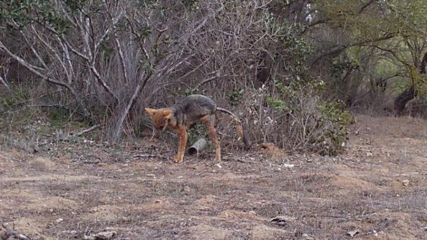 CONAF detecta zorro con posible sarna en Lago Peñuelas y hace importante recordatorio