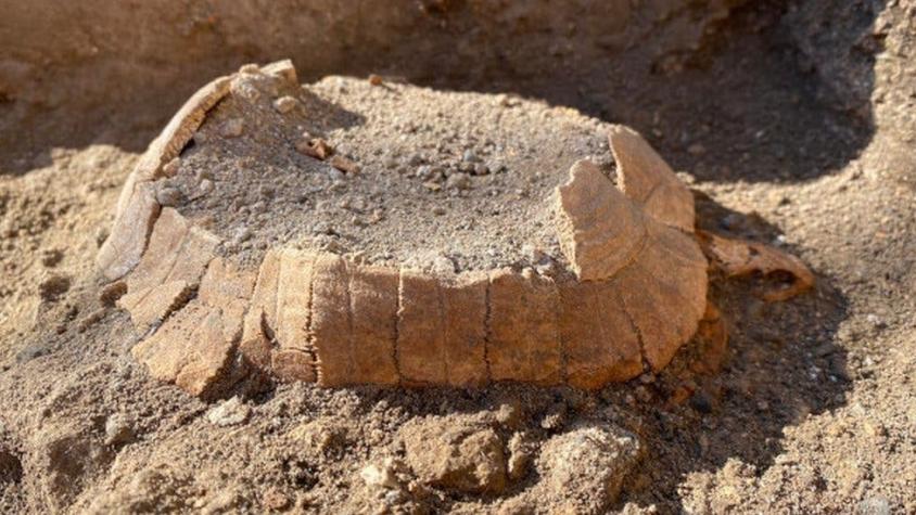 El sorprendente hallazgo de una tortuga embarazada en las ruinas de Pompeya