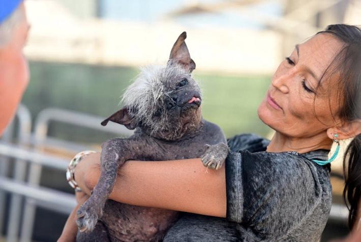 [FOTOS] El "Sr. Rostro Feliz": Eligen a nuevo perro más feo del mundo
