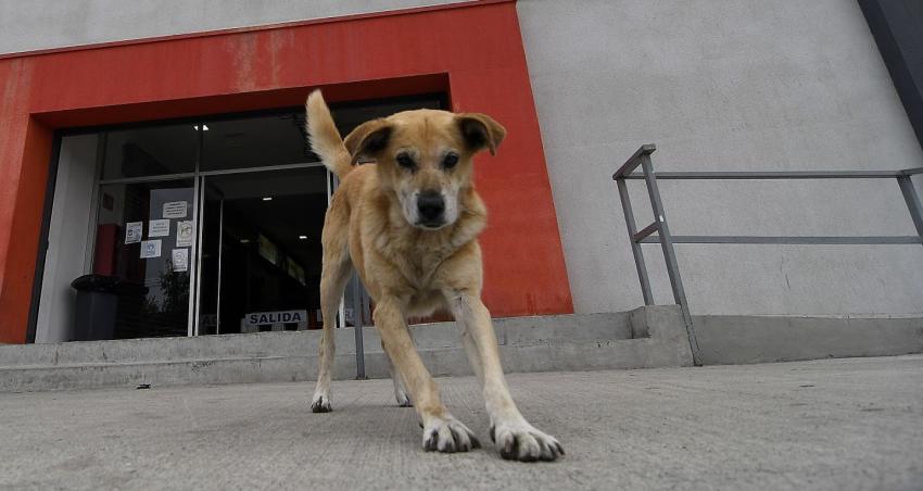 Suprema ordena a Villarica que pague millonaria indemnización a niña mordida por un perro callejero