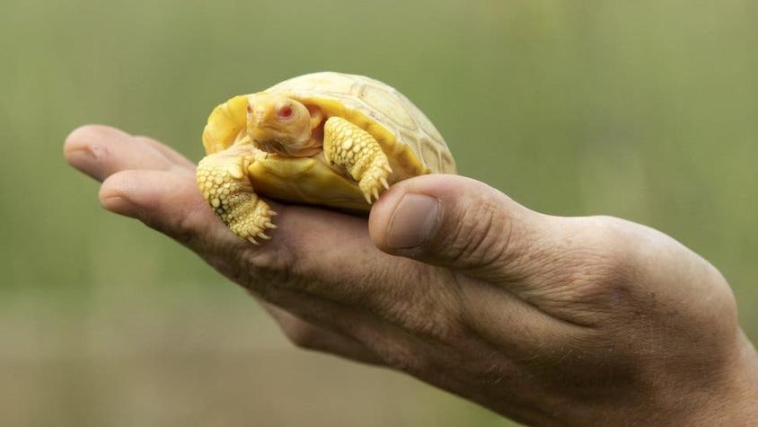 La primera cría albina de una tortuga gigante de Galápagos nace en un zoológico suizo