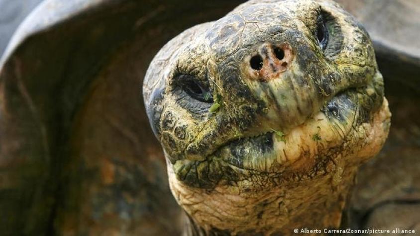 Las tortugas, reacias a "morir", desafían las teorías evolutivas del envejecimiento