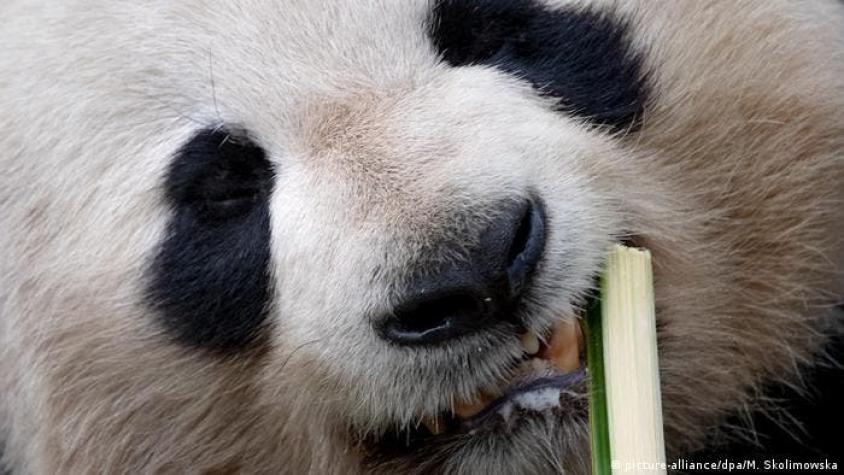 Los pandas comen bambú desde hace por lo menos 6 millones de años, sugiere estudio