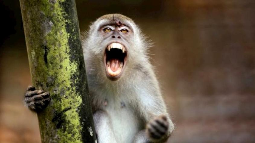 Atrapan a mono armado que aterrorizó una ciudad brasileña: Amenazó a niños y protagonizó robos