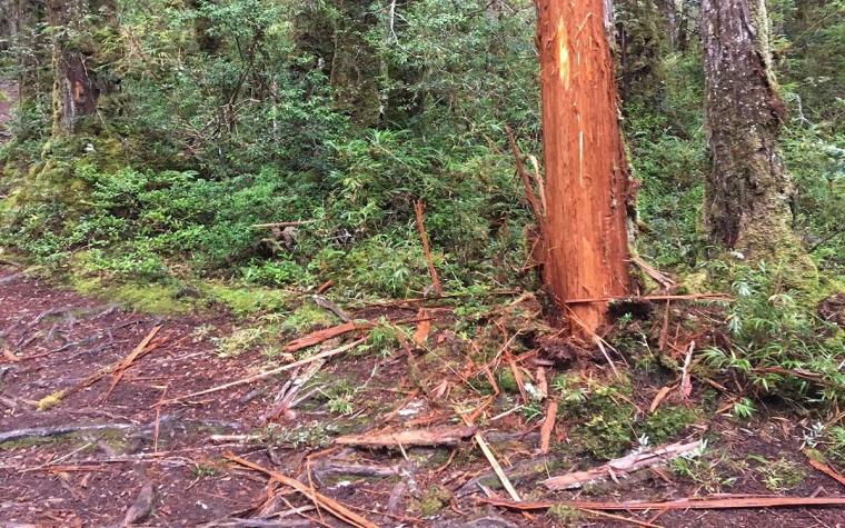 Conaf denuncia que 29 árboles alerces fueron dañados en el parque nacional de Los Ríos