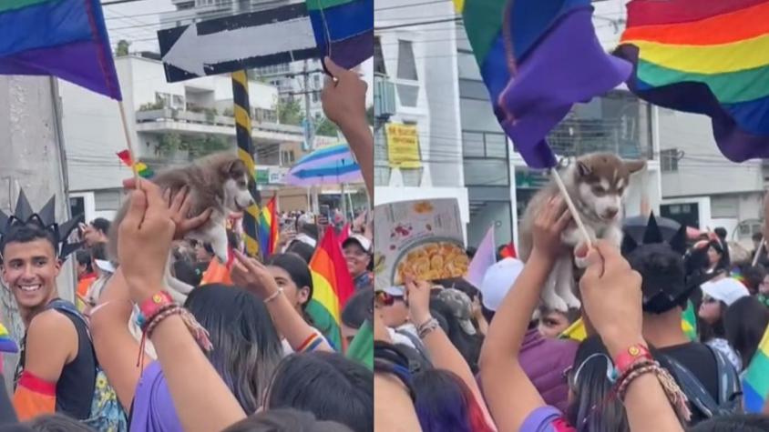 Locura con el "perro gay" ovacionado en una marcha LGBTQI+ en Guadalajara