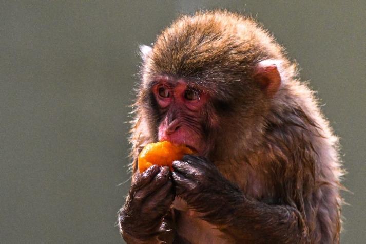 OMS pide respuesta "urgente" de Europa ante aumento de casos de viruela del mono