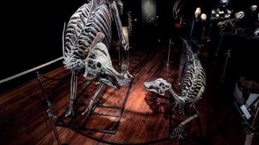 El misterio de cómo los dinosaurios tenían sexo