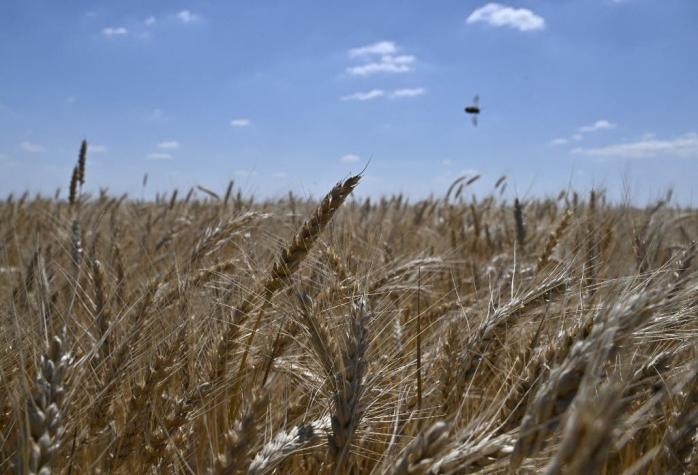 ¿Cómo se cosecha el trigo en Ucrania en tiempos de guerra?