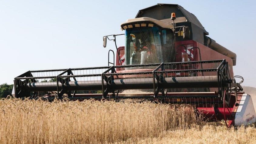 ¿Qué está haciendo Rusia con el grano robado a Ucrania?