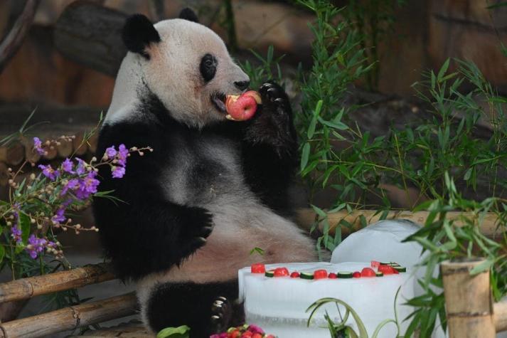 Hallazgo resuelve el misterio de cómo los pandas se hicieron vegetarianos