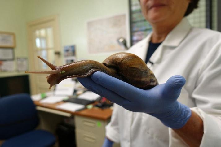 Condado en Florida entra en cuarentena por presencia de caracoles gigantes: Pueden dar meningitis