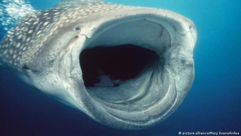 El pez más grande del mundo usa a los remolinos como comedor natural, sugiere estudio