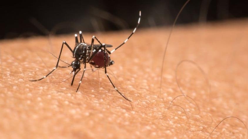 Cómo virus como el dengue y el zika cambian tu olor y te convierten en imán para mosquitos